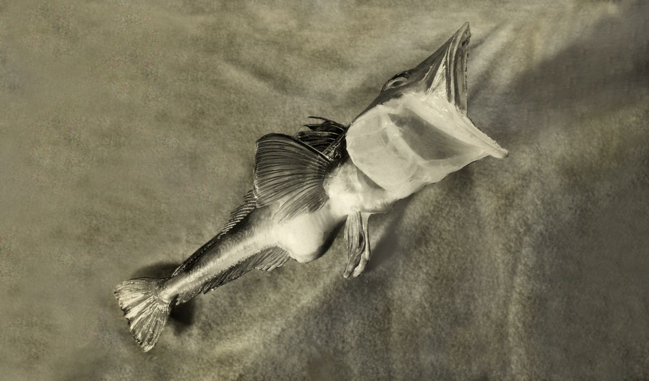 The Icefish - Photo by Ditlef Rustad (private)